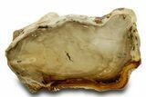 Polished Petrified Wood Limb - Washington #382243-1
